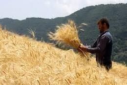 برداشت خوشه‌های طلایی گندم در آرادان آغاز شد