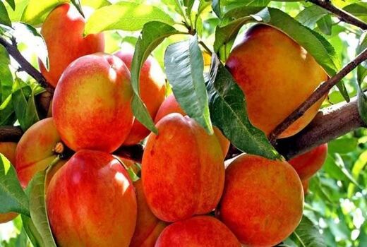 آغاز برداشت هلو از باغات شهرستان البرز با پیش‌بینی برداشت هفت هزار تن محصول
