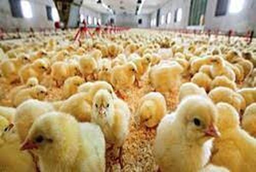 افزایش جوجه ریزی در اصفهان با تخم مرغ‌های نطفه‌دار وارداتی