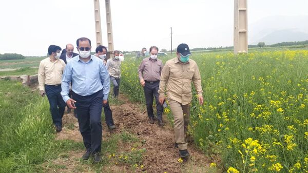 بازدید میدانی رئیس سازمان جهاد کشاورزی استان لرستان از مزارع گندم و کلزای شهرستان سلسله