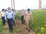 بازدید میدانی رئیس سازمان جهاد کشاورزی استان لرستان از مزارع گندم و کلزای شهرستان سلسله