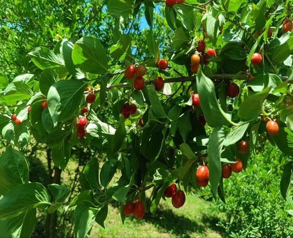 برداشت 350 تن زغال اخته از سطح 70 هکتار باغات شهرستان خداآفرین