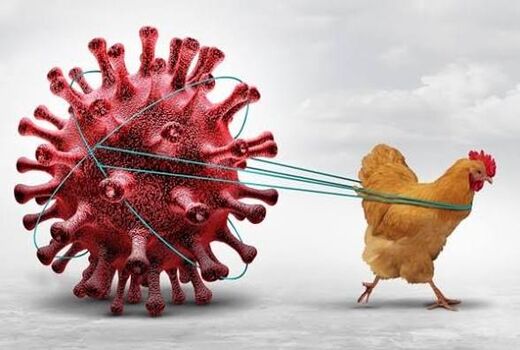 پیشگیری، تنها راه موثر  مقابله با آنفولانزا است