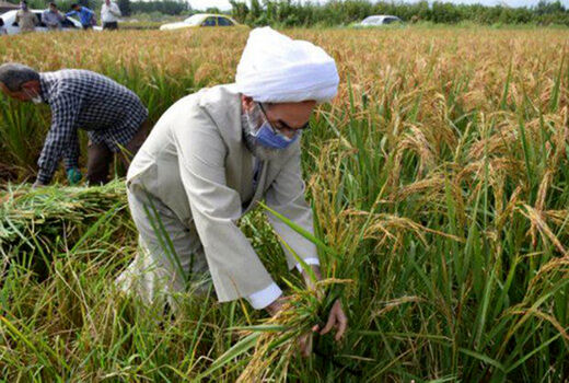 جایگاه ویژه زنجان در تولید کشاورزی کشور