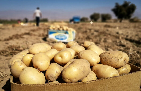 ۸۰ هزار تن سیب‌زمینی و پیاز ذخیره‌سازی شود/ توسعه گلخانه‌های تابع اقلیم گوجه‌فرنگی