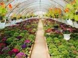 اجرای طرح ملی احداث گلخانه‌های کوچک مقیاس