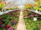 اجرای طرح ملی احداث گلخانه‌های کوچک مقیاس