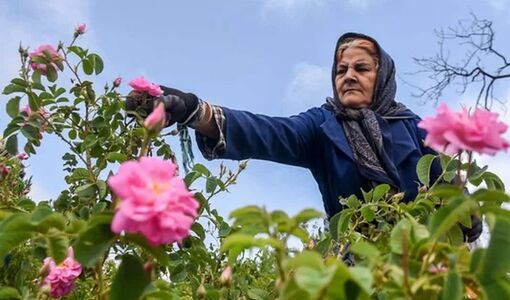 بیش از ۷۰ درصد گل‌محمدی جهان در ایران تولید می‌شود/گل محمدی؛ گونه‌ای راهبردی برای ایران کم‌آب