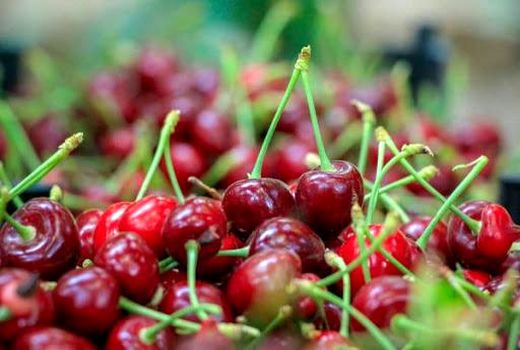 سالانه 65 هزار تن محصولات باغی در شهرستان سامان تولید می‌شود