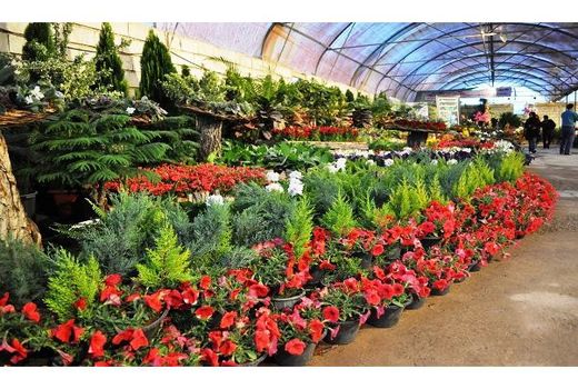 صادرات 20 هزار گلدان گل از نوشهر به خارج کشور