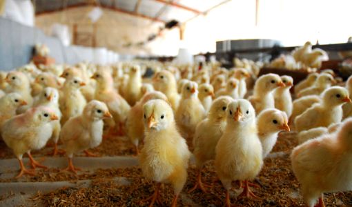 جوجه‌ریزی ۳۸ میلیونی در واحدهای پرورش مرغ استان قزوین
