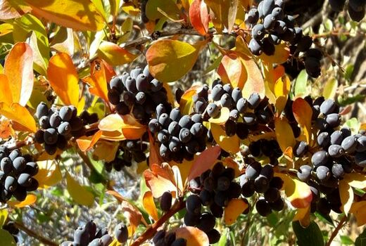 آغاز برداشت زرشک کوهی از ارتفاعات اسفراین