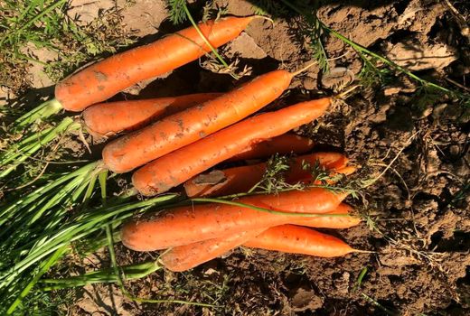 صادرات محصولات کشاورزی از خرمشهر