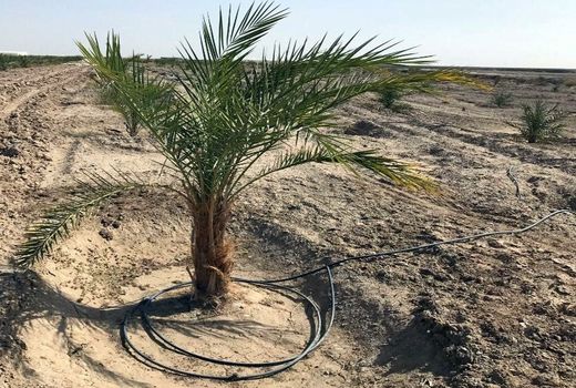 ۳۲۰ میلیارد ریال اعتبار برای اجرای آبیاری نوین در بوشهر اختصاص یافت