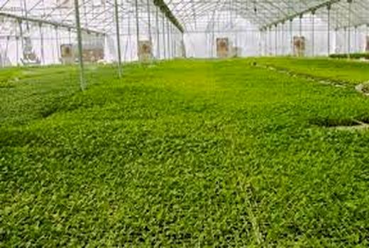 بیش از 118هزار متر مربع گلخانه در شهرستان دشتی به بهره‌برداری رسید