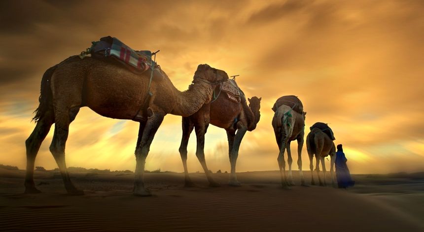 شکیبایی شتر و استقامت شنزار، زیر نگاه «ساربان‌یار» / دو میلیون داده مکانی تولید شد