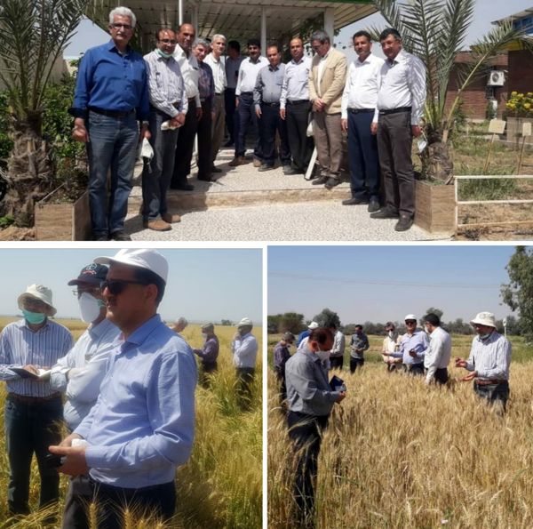 افزایش ده درصدی سطح زیرکشت گندم در ایلام نسبت به سال گذشته