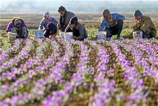 توسعه کشت گیاهان دارویی فرصتی طلایی در چهارمحال و بختیاری