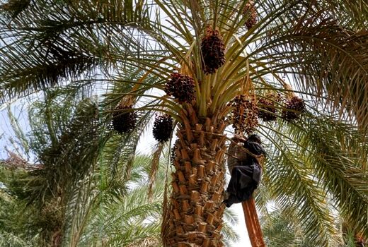 صادرات ۳۰ هزار تن خرما استان بوشهر به خارج از کشور