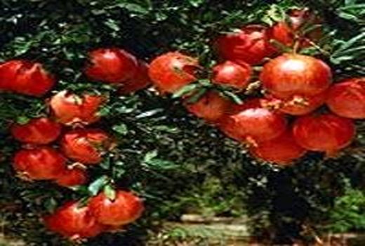 بیش از 65 هزار تن انار در باغات استان سمنان تولید می‌شود