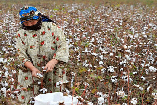 پایان برداشت پنبه در شهرستان خداآفرین