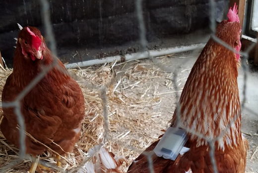 کنترل رفتار مرغ با ساعت‌های هوشمند