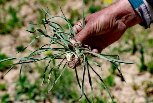 صدور مجوز برداشت گیاهان دارویی، صنعتی و خوراکی مرتعی ممنوع شد