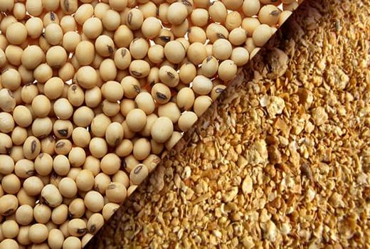 جایگزینی کنجاله سویا در خوراک دام و طیور امکان‌پذیر نیست