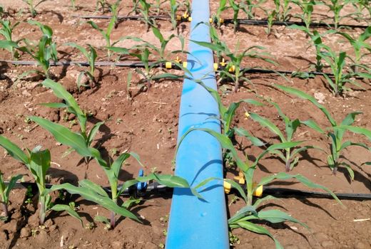 50 هکتار اراضی البرز به سامانه آبیاری تیپ مجهزشد