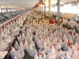 همکاری جهاد کشاورزی شهرستان سیرجان با دامپزشکی جهت کنترل بیماری آنگارا 