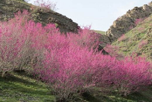 دره ارغوان؛ بهشت رنگ‌ها در خراسان شمالی
