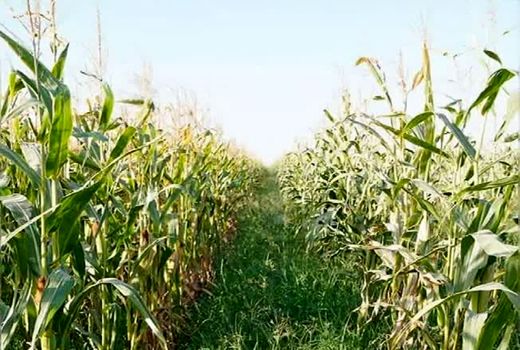  علف‌های هرز تا ۵۰ درصد محصول ذرت را کاهش می‌دهند
