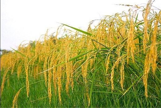 افزایش پرورش راتون در شالیزارهای استان گیلان