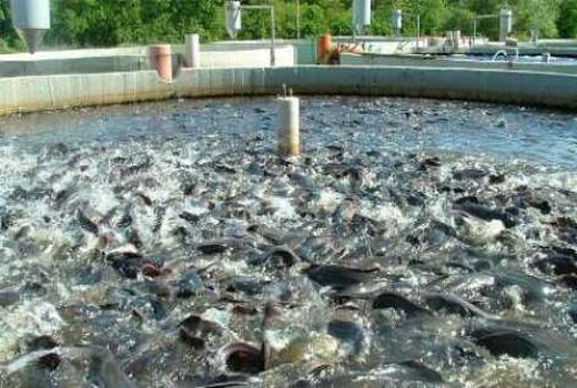 وجود بیش از 700 استخر پرورش ماهی در خراسان جنوبی