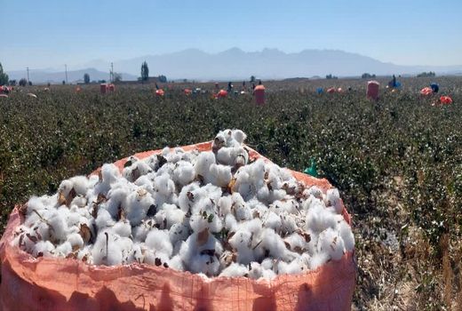 پیش‌بینی تولید ۴۵۰ تن طلای سفید در مزارع جهرم