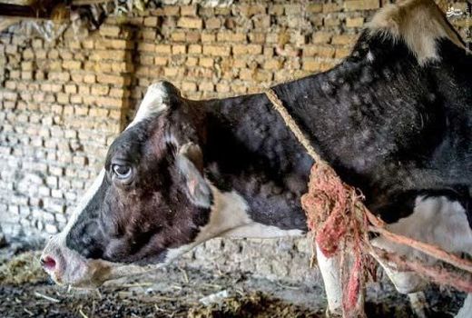 واکسیناسیون دام‌های سنگین استان علیه بیماری لامپی اسکین 