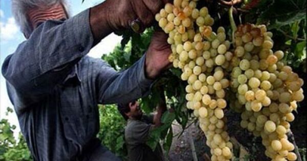 شروع برداشت انگور در زیرکوه