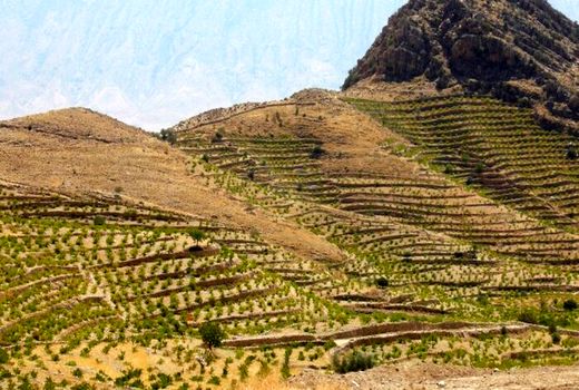 کشاورزی کردستان در مسیر توسعه پایدار