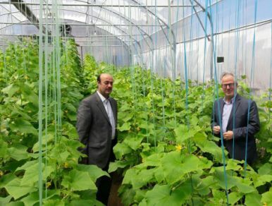 سطح گلخانه‌های استان اردبیل امسال به ۱۰۰ هکتار افزایش می‌یابد
