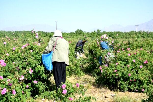 مزارعِ گلِ محمدی گلپایگان فرصتی برای جذب گردشگر و ایجاد اشتغال