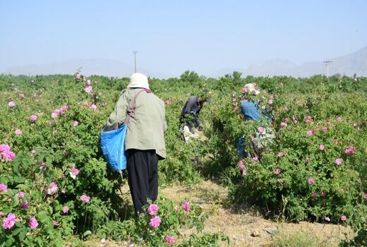 مزارعِ گلِ محمدی گلپایگان فرصتی برای جذب گردشگر و ایجاد اشتغال