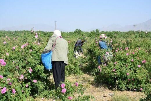مزارعِ گلِ محمدی گلپایگان فرصتی برای جذب گردشگر و ایجاد اشتغال
