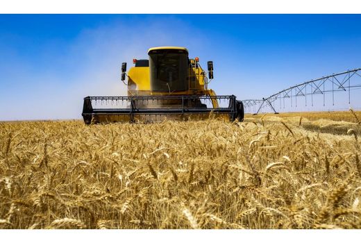 خرید خوشه‌های طلایی گندم از مرز ۱۱۳ هزار تن گذشت