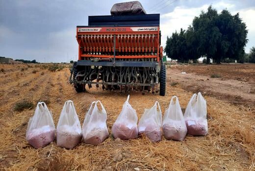 اجرای طرح مقایسه ارقام کاشت مزارع گندم در شهرستان دهلران