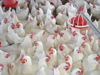 اجرای برنامه‌های گسترده برای پیشگیری از ورود بیماری آنفولانزای پرندگان به اصفهان