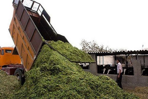 استفاده از پسماندهای زراعی به عنوان علوفه دام سیاست وزارت جهاد کشاورزی است