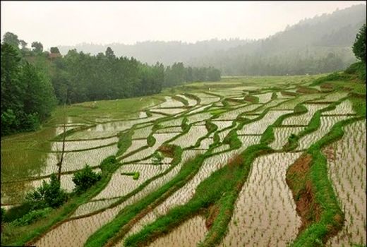 برکت و خسارت با هم به شالیزارها آمد