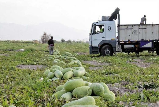 کشت هندوانه ایرانی در افغانستان