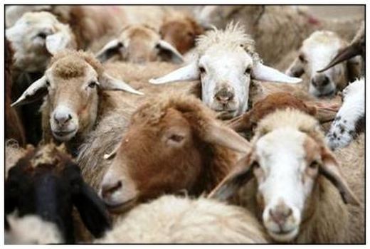 ٥,٦ میلیون رأس انواع دام سبک برای کشتار عرضه شد