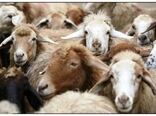 افزایش 33 درصدی دام سبک پرواری در فصل تابستان